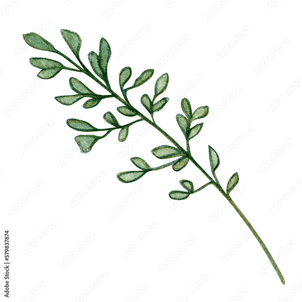 Fototapeta premium watercolor hand drawn decorative greenery element