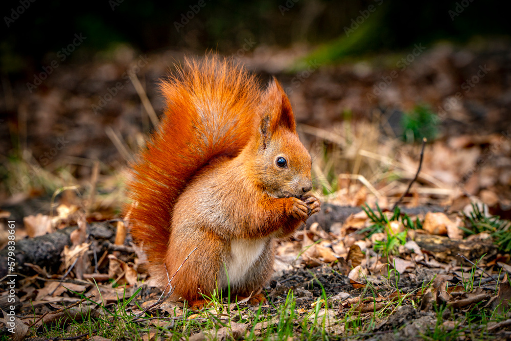 Red squirrel. Red squirrel.
