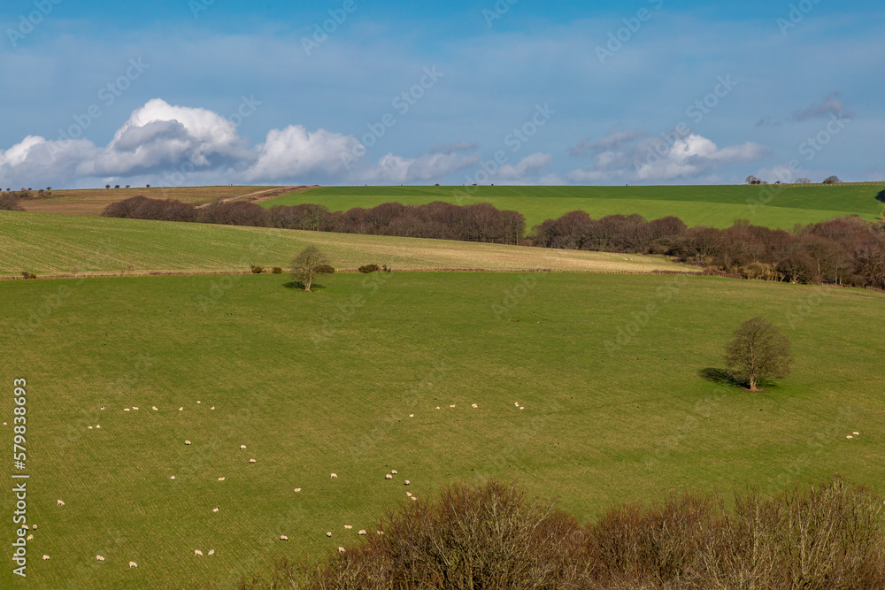 Looking out over a rural South Downs landscape with sheep grazing on a hillside