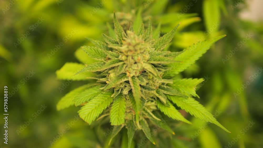 Ripe Cannabis Buds Indoor Growing Farm, High Quality 4K Medical Marijuana Plants Plantation Concept Footage, Thailand. Ripe Cannabis Buds Indoor Growing Farm, High Quality 4K Medical Marijuana Plants Plantation Concept Footage, Thailand.