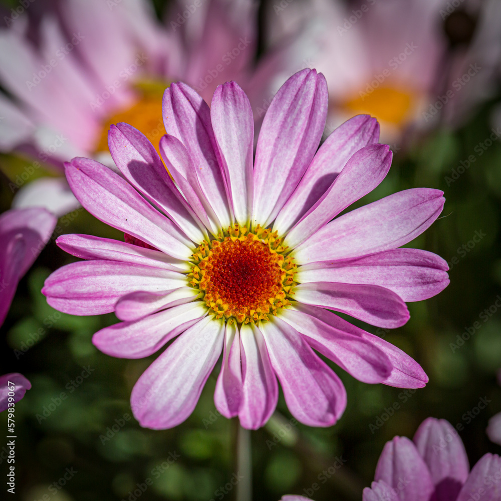A pink daisy with selective focus