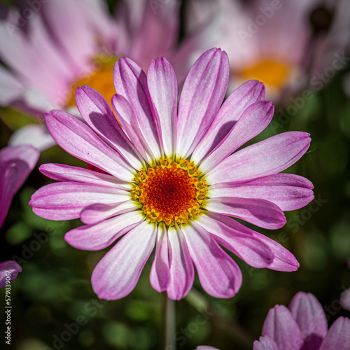 A pink daisy with selective focus