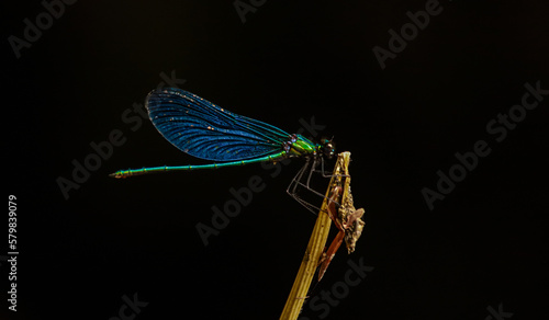 A dragonfly sits on a stick with a black background.