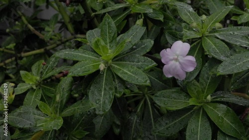 dew on flower in the garden
