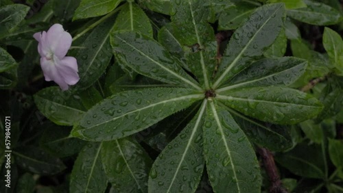rain drops on the leaves