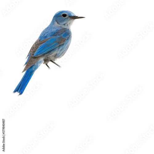isolated northern blue bird on a perch illustration, spring illustration, PNG, Transparent Background, vertical, horizontal, Sialia sialis, generative ai © Purple Penguin GFX