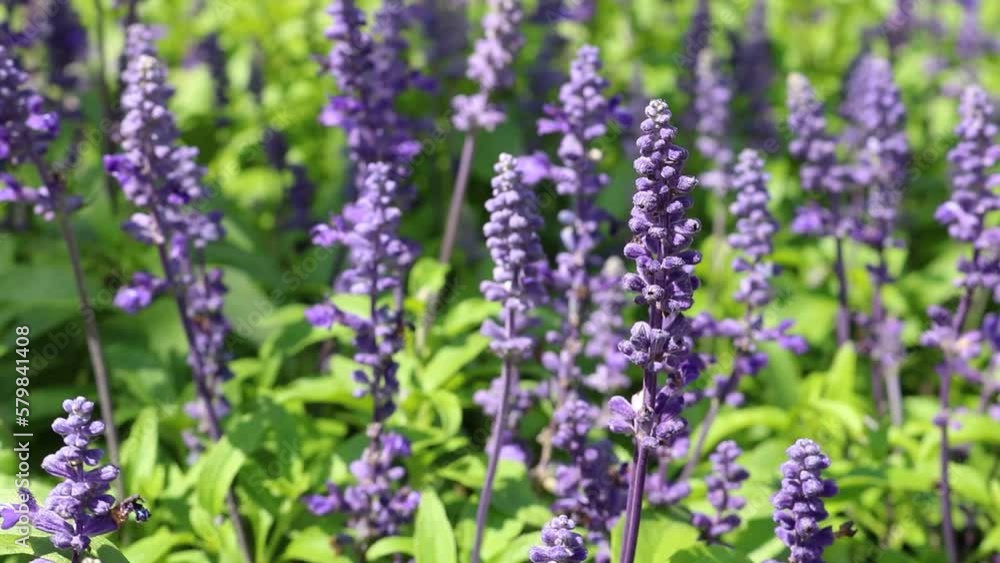 Fresh lavender flowers in the field with wind Fresh lavender flowers in the field with wind