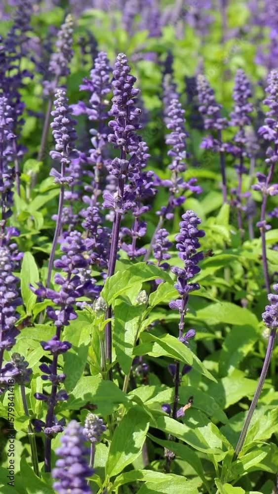 Fresh lavender flowers in the field with wind Fresh lavender flowers in the field with wind