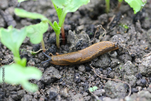 A shellless snail, slug eating young vegetables, sprouting radish in the spring in a vegetable garden. photo
