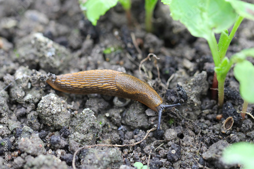 Fotografia A shellless snail, slug eating young vegetables, sprouting radish in the spring in a vegetable garden