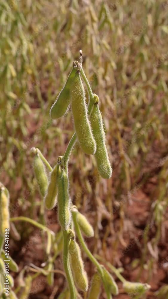 Soybean pods almost ready to harvest in the field Soybean pods almost ready to harvest in the field