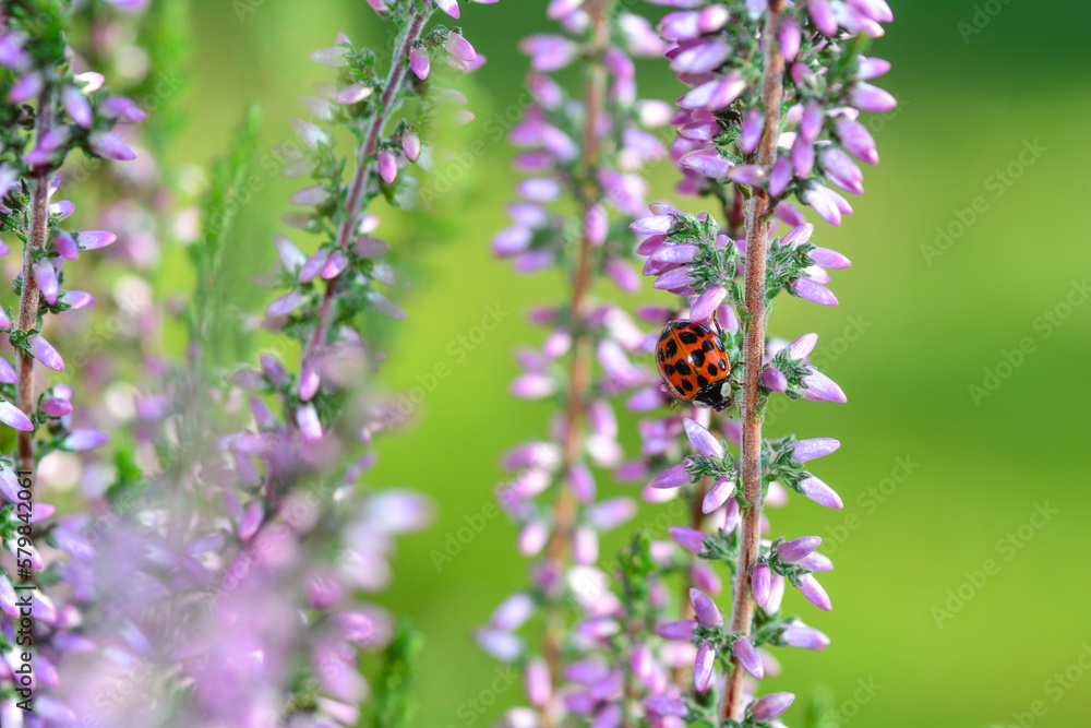 ladybird on a flower ladybird on a flower