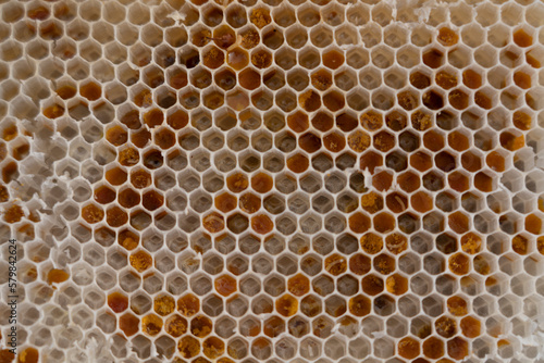 Beautiful honeycomb with bees close-up.