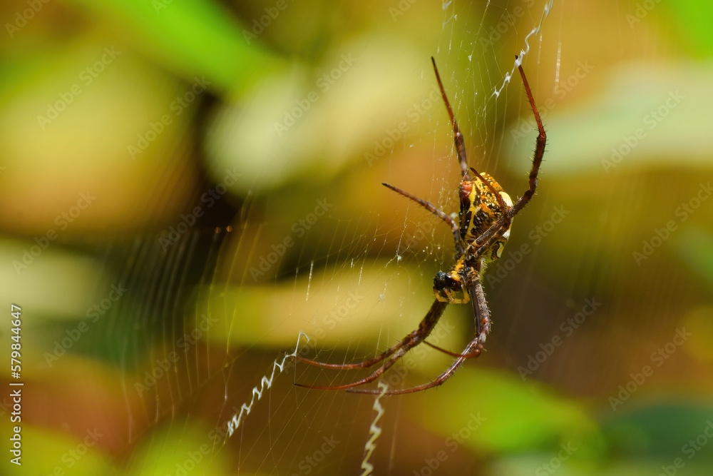 Signature spider on the web. This spider also known as the Writing Spider and the Garden Spider. Used selective focus. Signature spider on the web. This spider also known as the Writing Spider and the Garden Spider. Used selective focus.