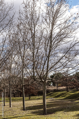 Image of a park with vegetation and branches of various deciduous trees in winter with angular shapes and a sky full of clouds © Toyakisfoto.photos