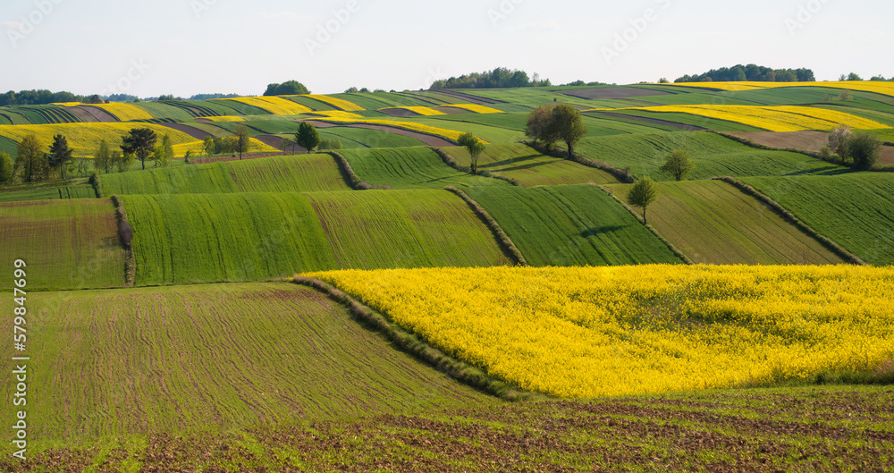 Spring farmland in the hills of Roztocze in Poland.  Young green cereals.  Blooming rapeseed. Low shining sun illuminating fields, Trees and bushes. Roztocze. Eastern Poland.