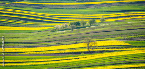 Spring farmland in the hills of Roztocze in Poland.  Young green cereals.  Blooming rapeseed. Low shining sun illuminating fields, Trees and bushes. Roztocze. Eastern Poland.