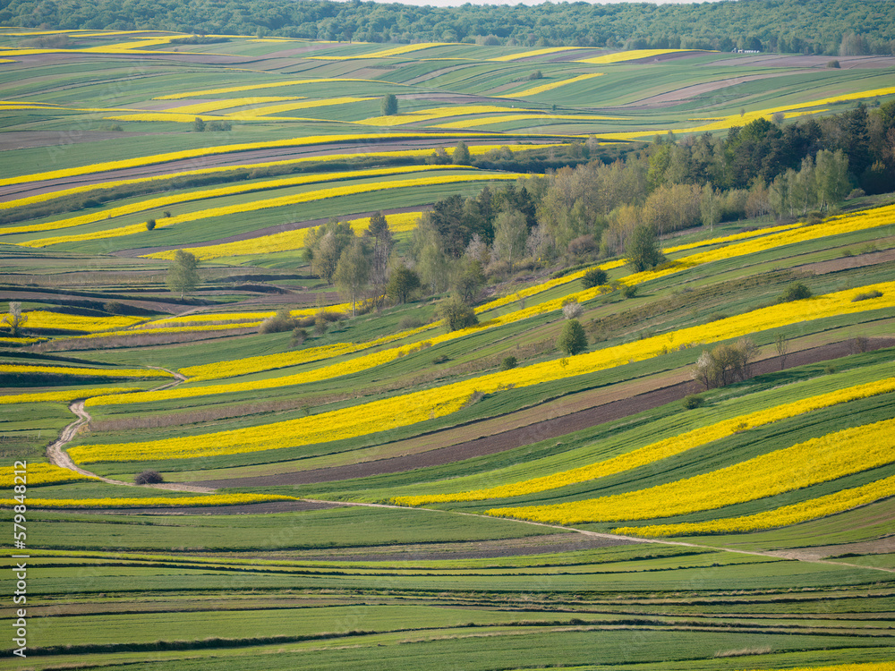 Fototapeta premium Spring farmland in the hills of Roztocze in Poland. Young green cereals. Blooming rapeseed. Low shining sun illuminating fields, Trees and bushes. Roztocze. Eastern Poland.