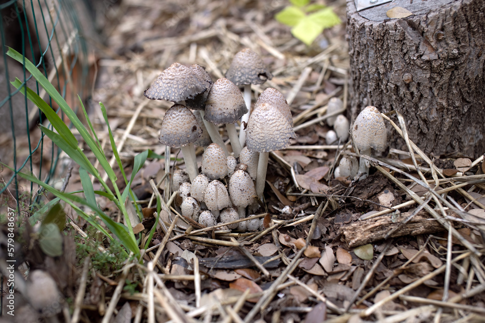Wild shaggy mane (coprinus comatus) mushrooms Wild shaggy mane (coprinus comatus) mushrooms