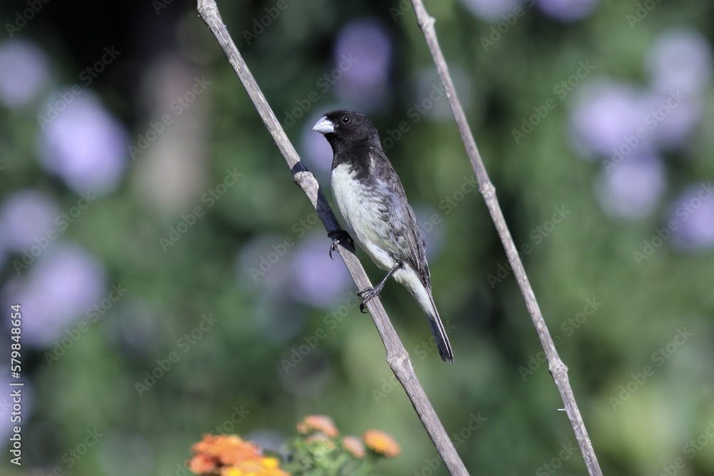 Fototapeta premium Bird in its natural habitat