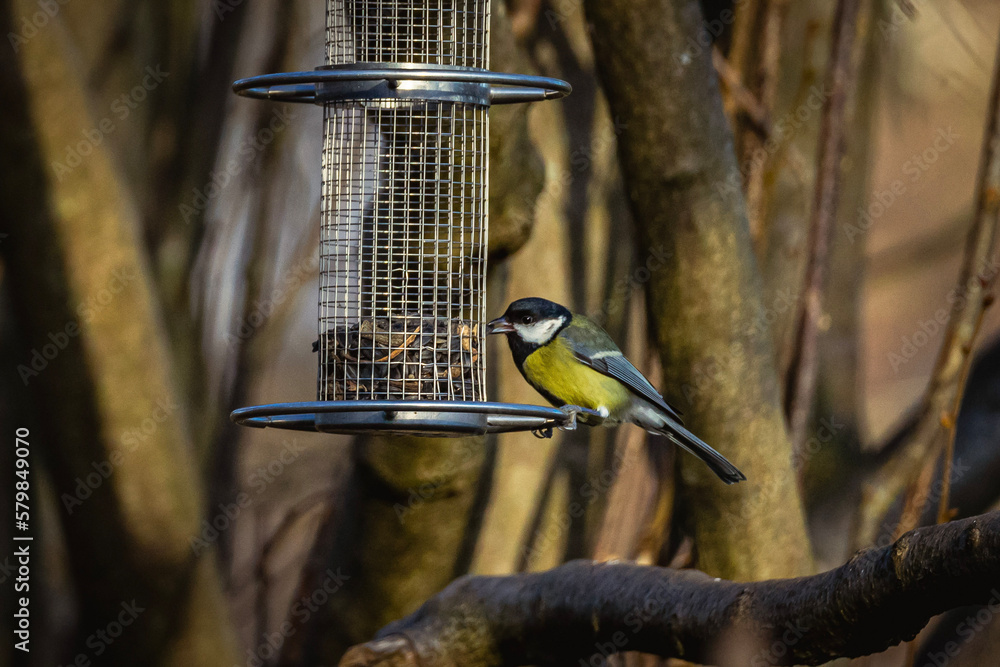Naklejka premium a bird on a feeder