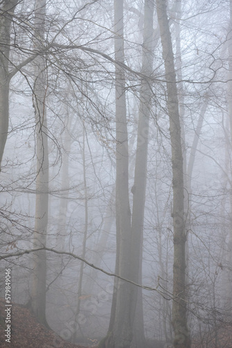 trees in the fog