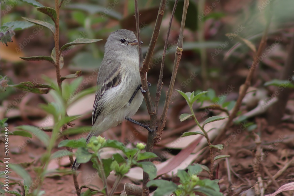 Bird in its natural habitat Bird in its natural habitat