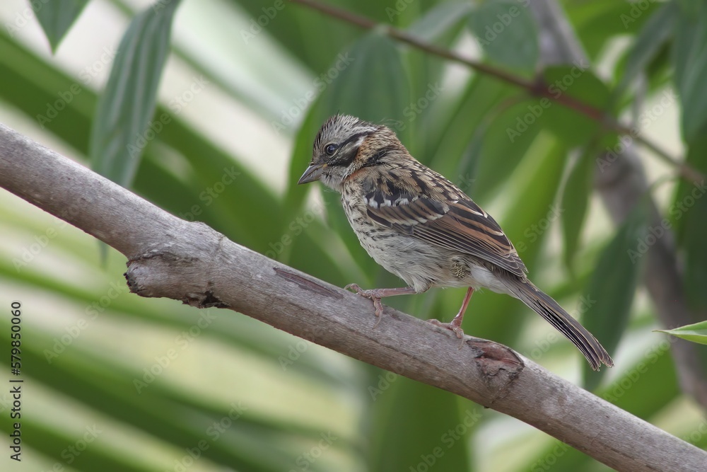 Fototapeta premium Bird in its natural habitat
