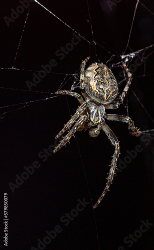 Pająk siedzący na sieci pajęczej, zdjęcie makro, czarne tło