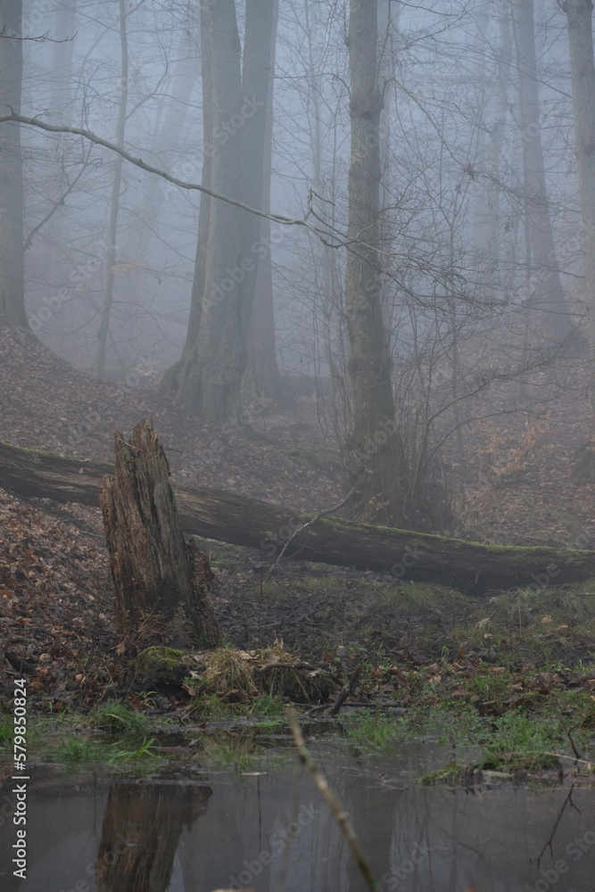 Obraz premium fog in the forest