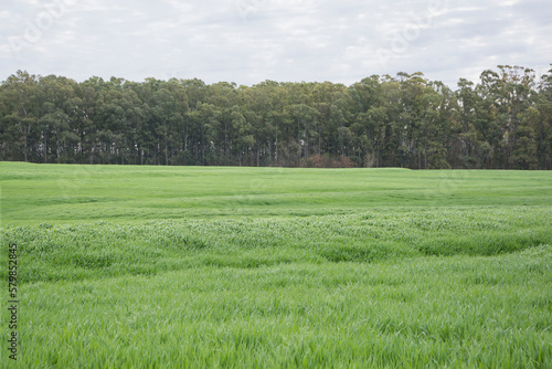 field landscape with green lawn or pasture, trees and sky
