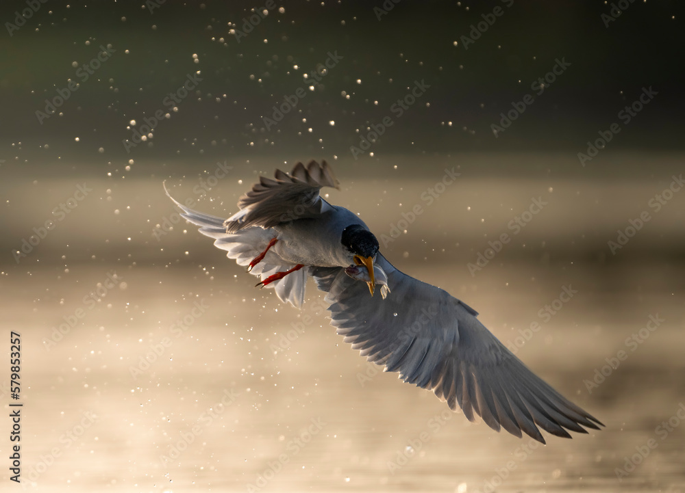 Fototapeta premium bird in flight with fish in beak 