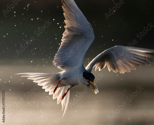 River tern Flying With Fish 