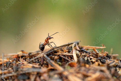 Formica rufa - red wood ant - Rote Waldameise photo