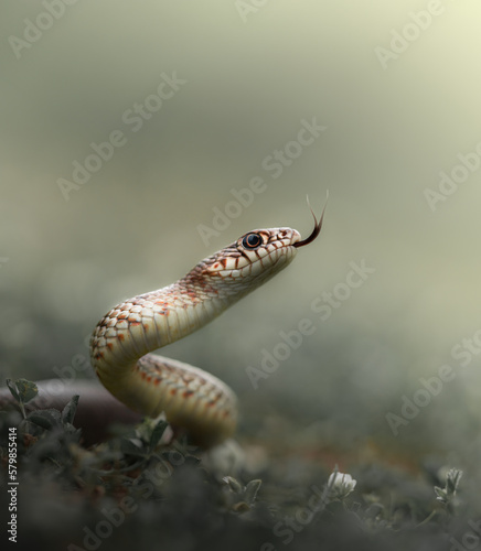 Close-up macro shot of aggressive Caspian whipsnake (Dolichophis caspius) in attack position isolated on green background flicking out its tongue.