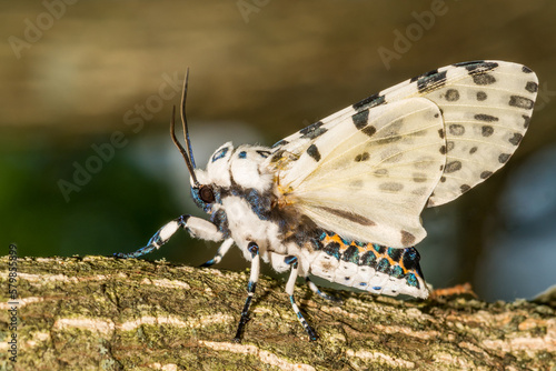 Giant Leopard Moth - Hypercompe scribonia photo