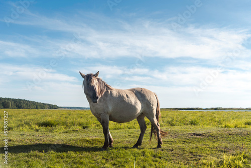 Semi-wild konik polski horse at Engure Lake Nature Park, Latvia