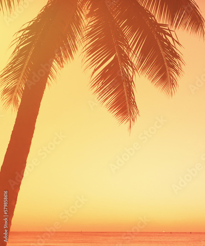 Fototapeta Naklejka Na Ścianę i Meble -  silhouette of tropical palm trees and ocean sunset 