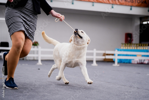 dog having fun