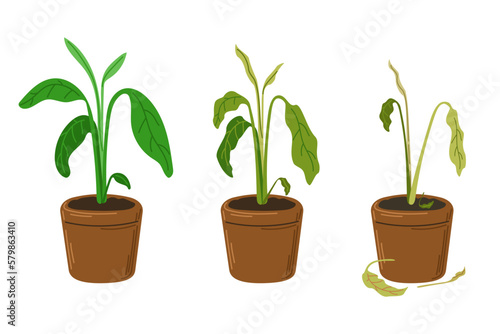 Plant leaves become wilted through heat, loss of water, or disease. Houseplant stress. Plant dehydration stages. Vector hand drawn illustration. EPS10