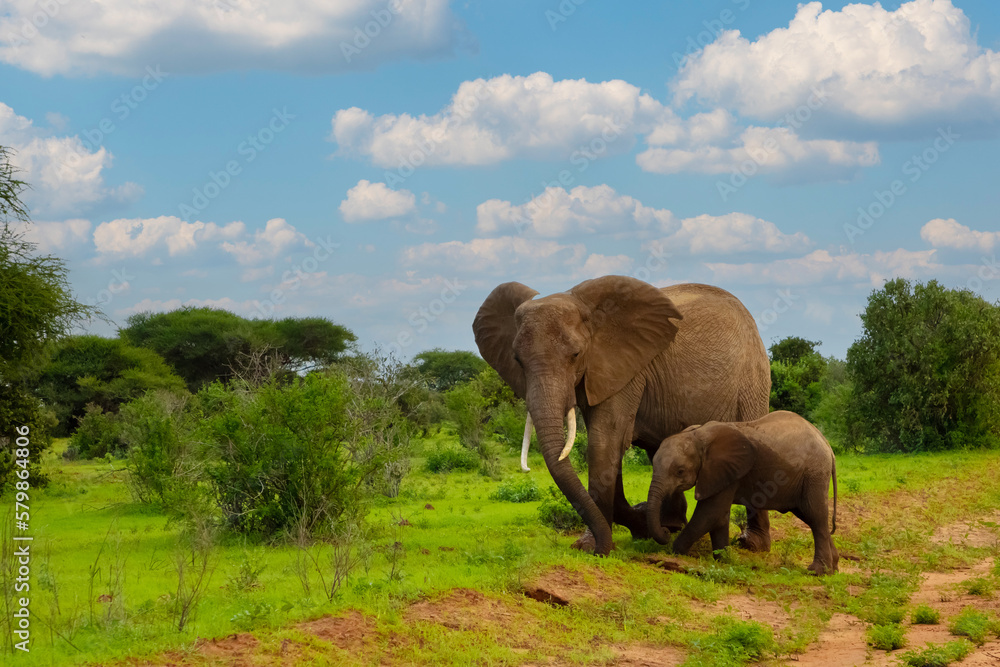 Female Elephant and her baby walking through Amboseli National Park in Africa. Female Elephant and her baby walking through Amboseli National Park in Africa.