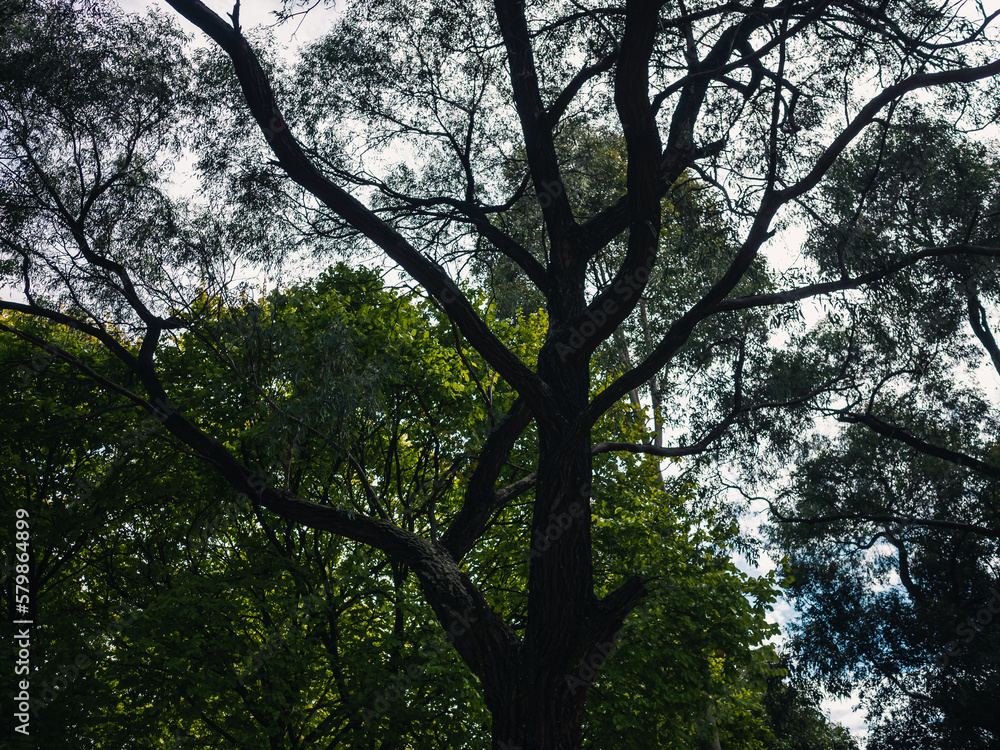 Fototapeta premium trees in the park