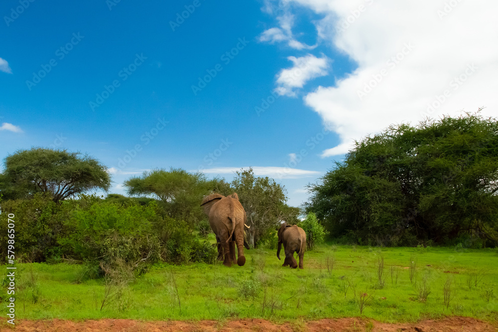 Female Elephant and her baby walking through Amboseli National Park in Africa. Female Elephant and her baby walking through Amboseli National Park in Africa.