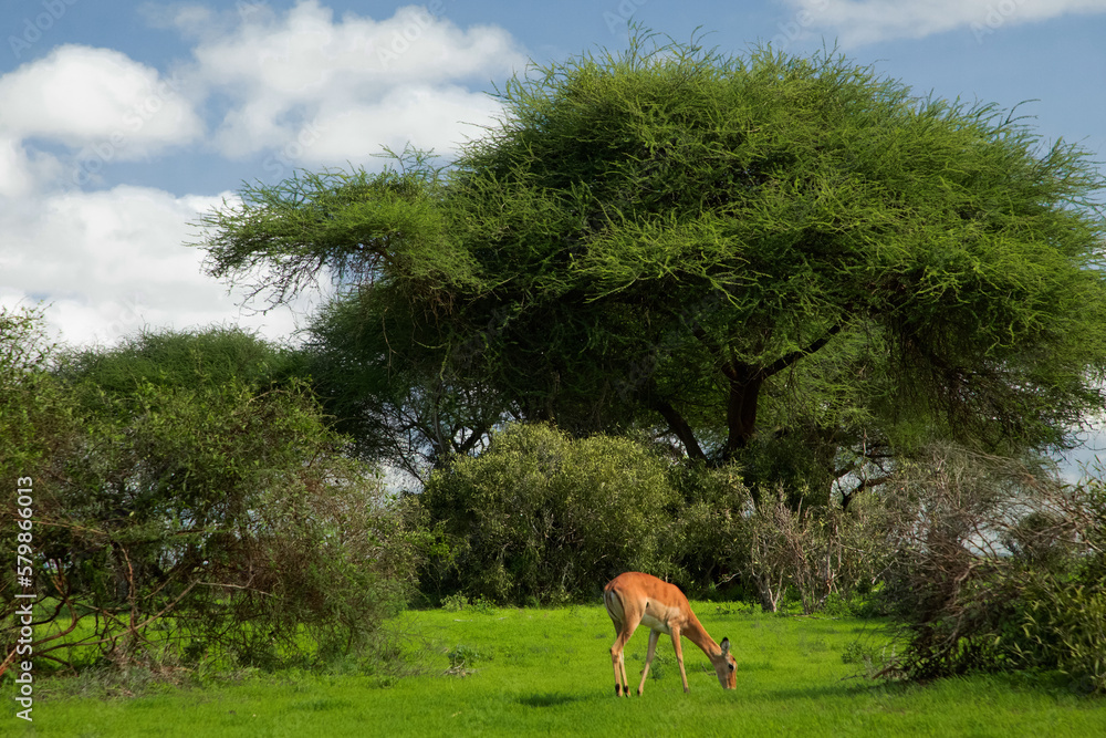 Savannah landscape sunset in South Africa bush Savannah landscape.Grant's gazelle female at savannah. Savannah landscape sunset in South Africa bush Savannah landscape.Grant's gazelle female at savannah.