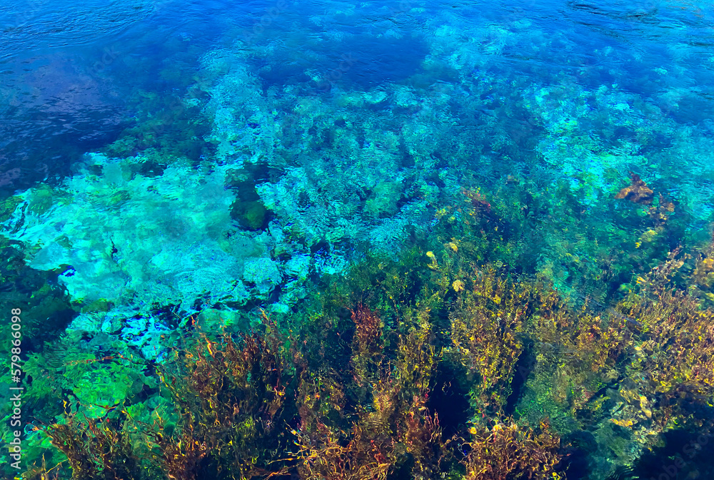 Fototapeta premium Clear water pool with foliage