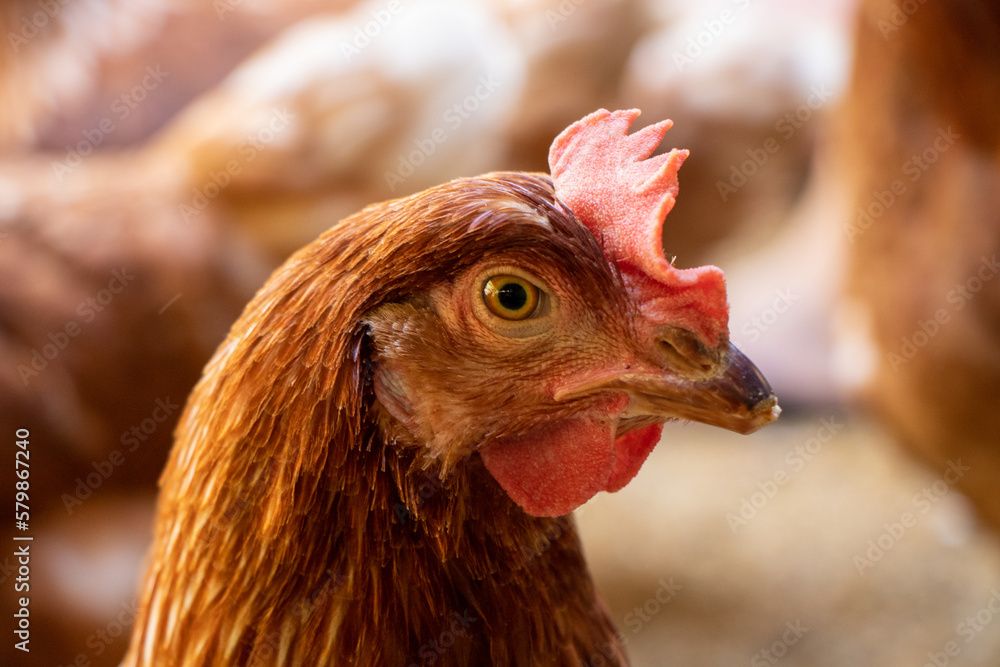 chicken chicken