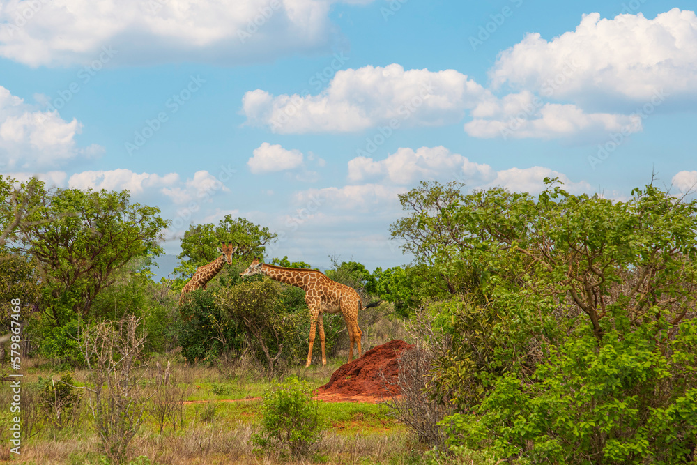 some giraffe walk through the savannah between the plants some giraffe walk through the savannah between the plants
