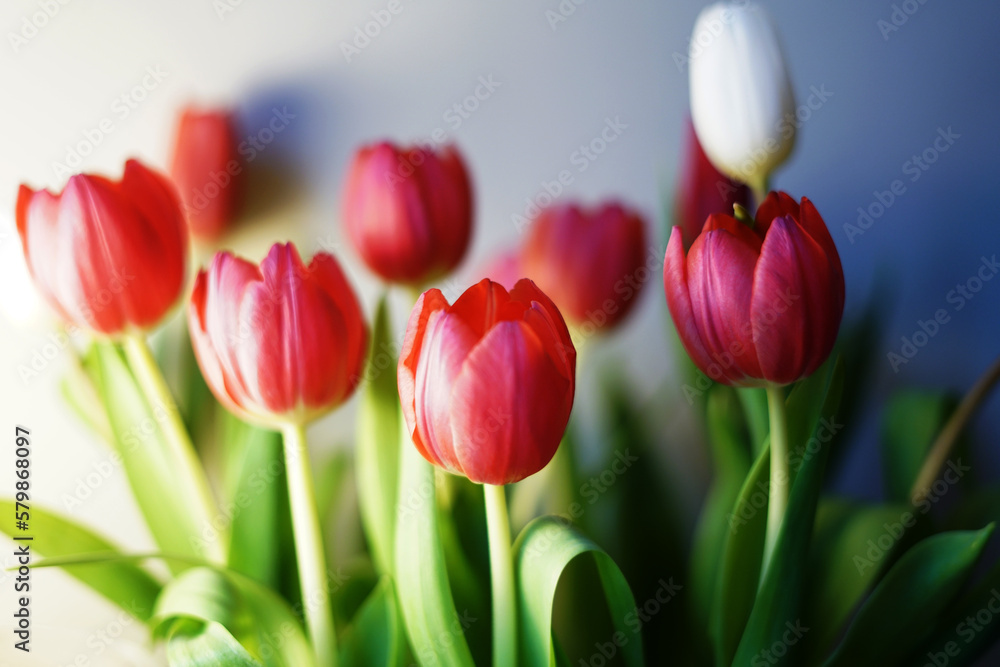 Fototapeta premium beautiful red tulips spring is coming 