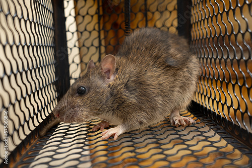 f rat trapped in the iron cage photo