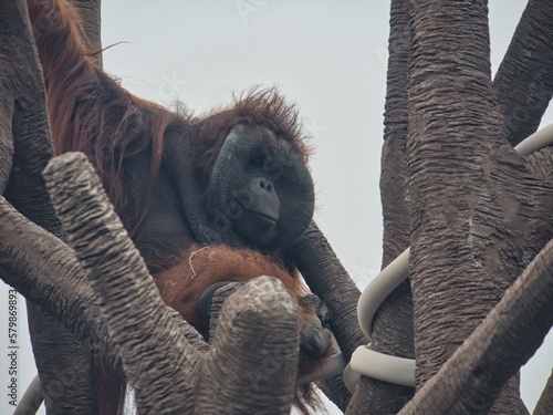 Bornean Orangutan at Kansas City Zoo photo